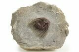 Red Leonaspis Trilobites - Hmar Laghdad, Morocco #329730-1